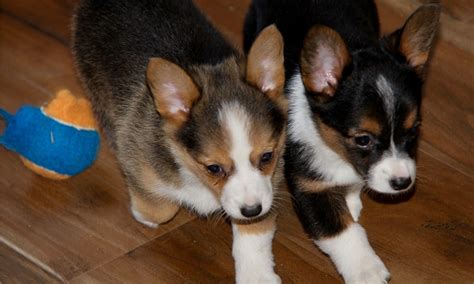 Showing 1 - 19 of 508 results. . Corgi puppies for sale phoenix
